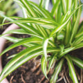 The Best Air-Purifying Plants for Your Home