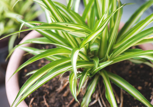 The Best Air-Purifying Plants for Your Home